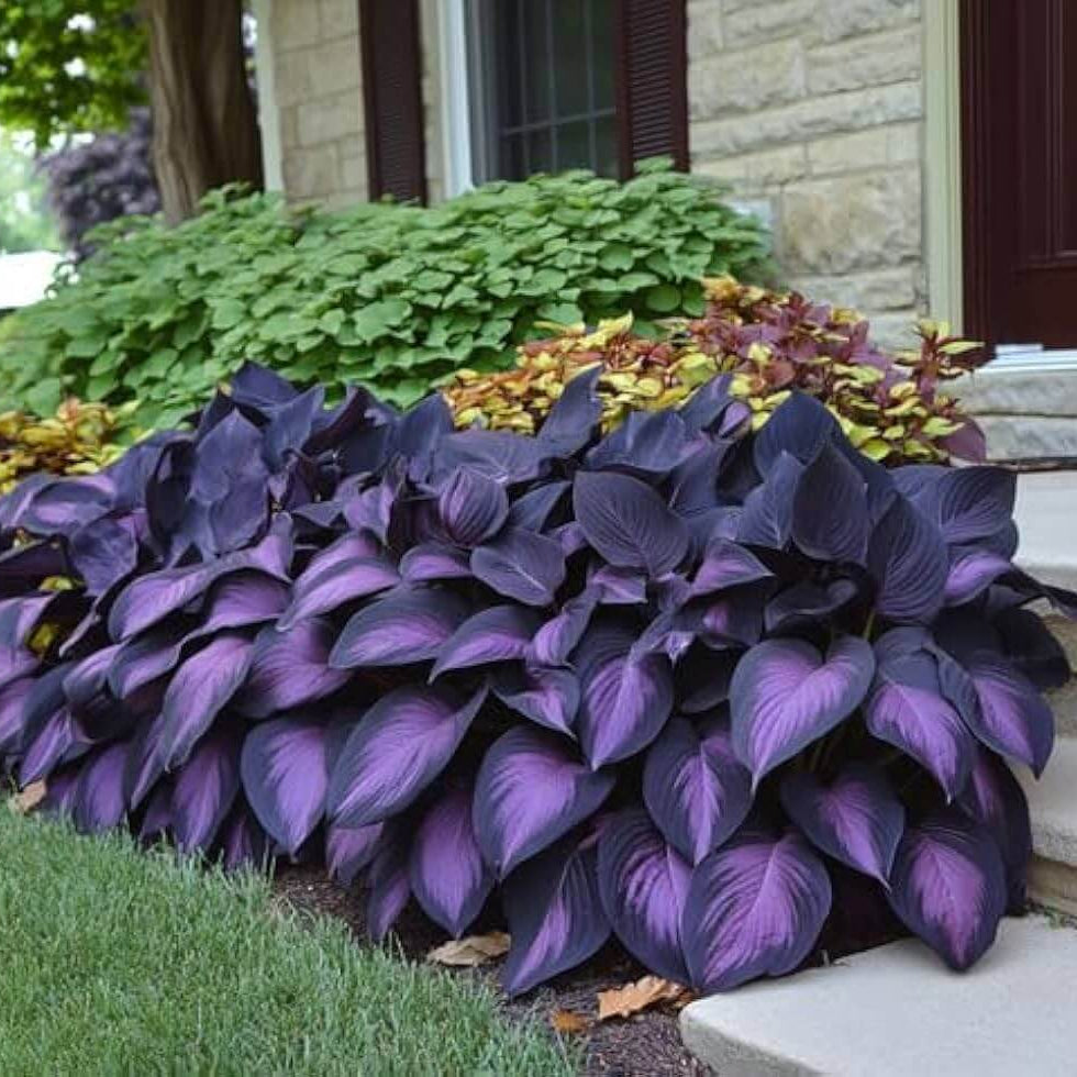 Purple Black Shade Hosta Seeds 