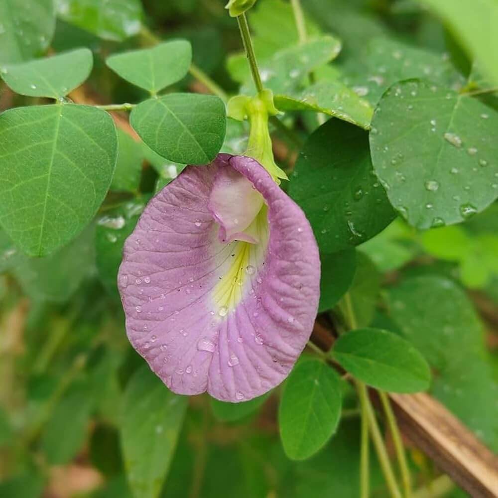 Purple Butterfly Pea Seeds