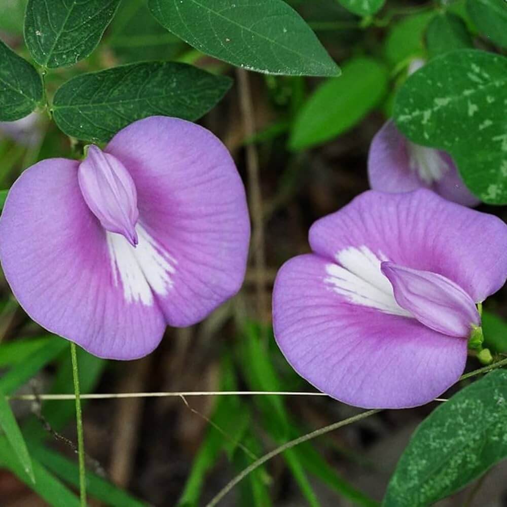 Purple Butterfly Pea Seeds