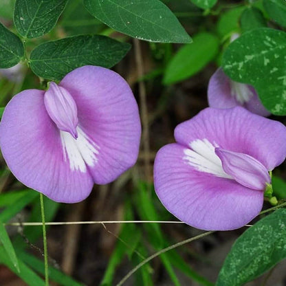 Purple Butterfly Pea Seeds
