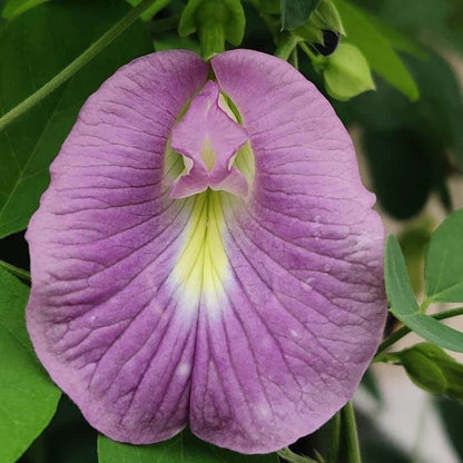 Purple Butterfly Pea Seeds