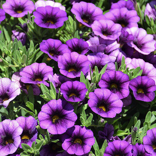 Purple Calibrachoa Seeds