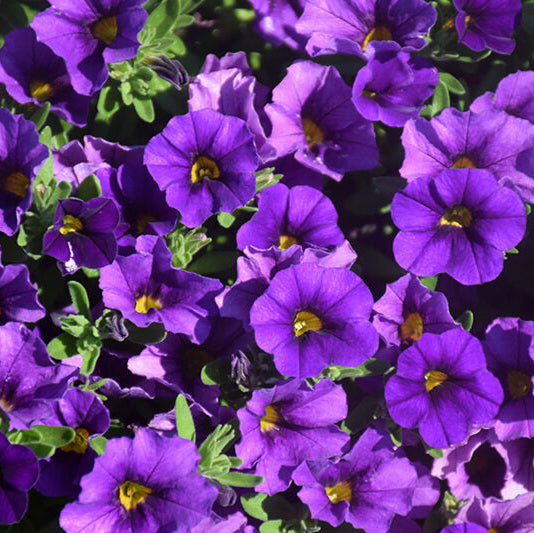 Purple Calibrachoa Seeds