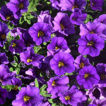 Purple Calibrachoa Seeds