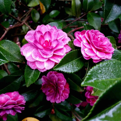 Purple Camellia Seeds 