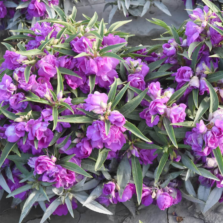 Purple Camellia Seeds 