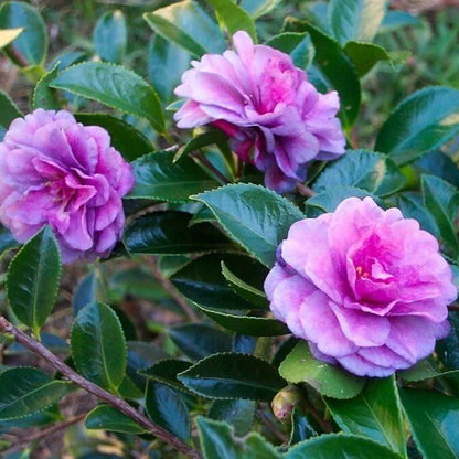 Purple Camellia Seeds 