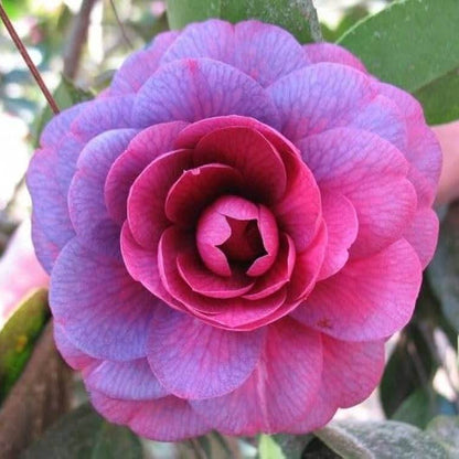 Purple Camellia Seeds 
