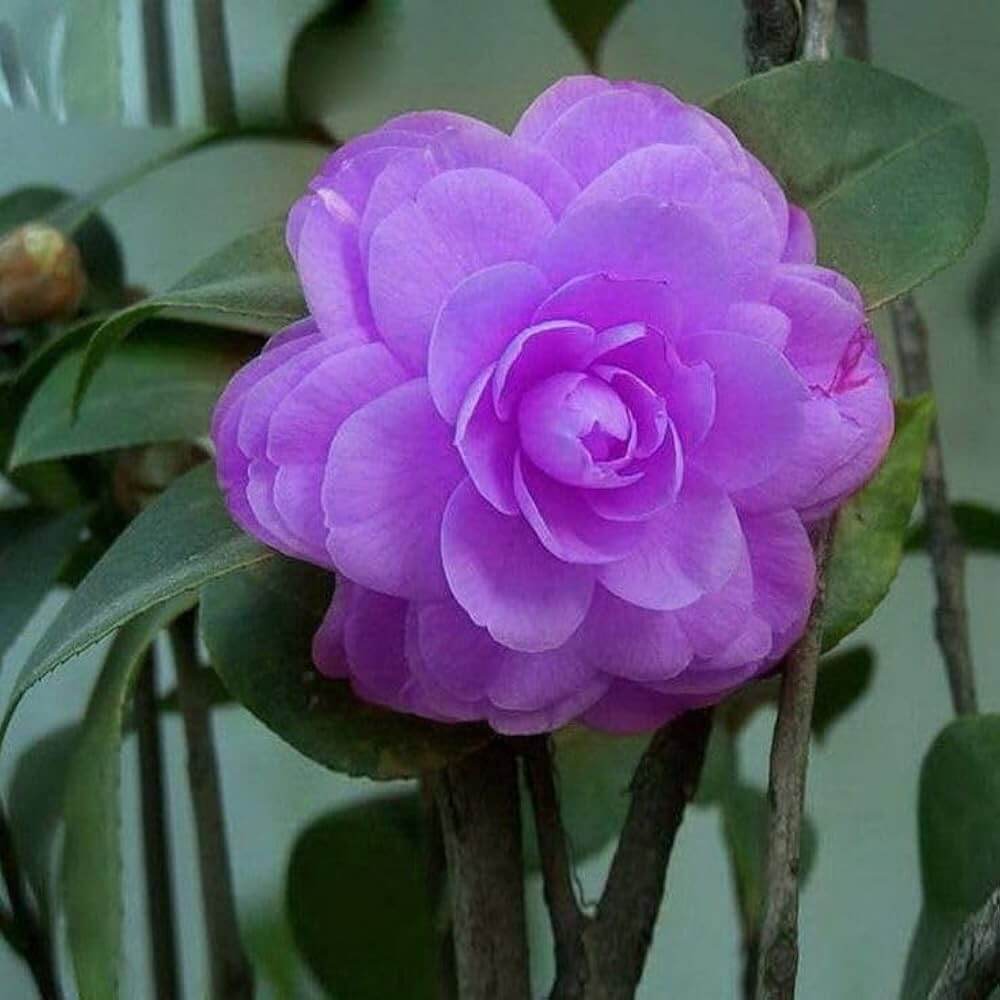 Purple Camellia Seeds 