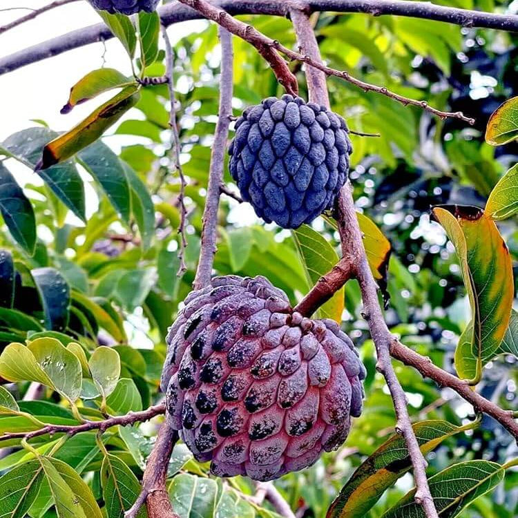 Purple Cherimoya Seeds