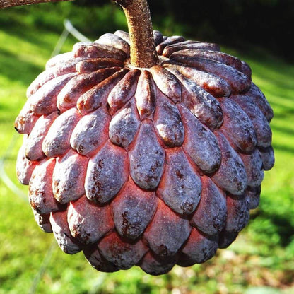 Purple Cherimoya Seeds