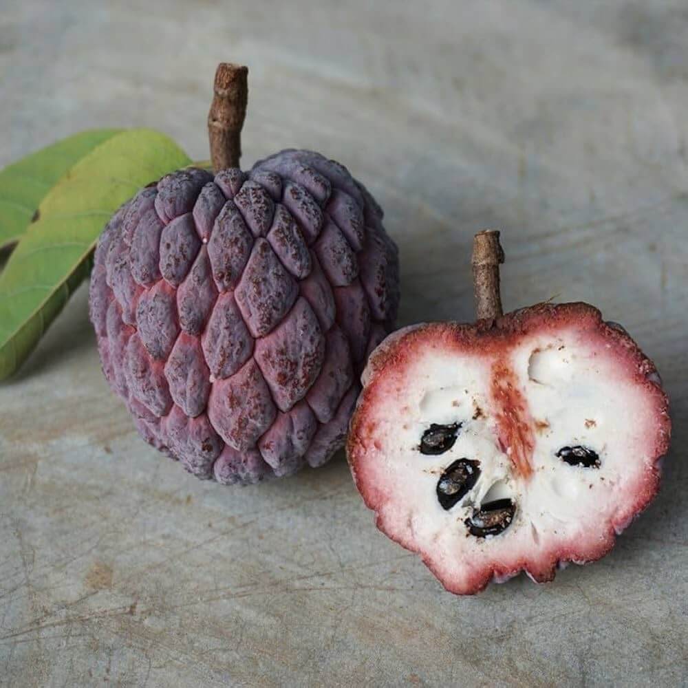 Purple Cherimoya Seeds