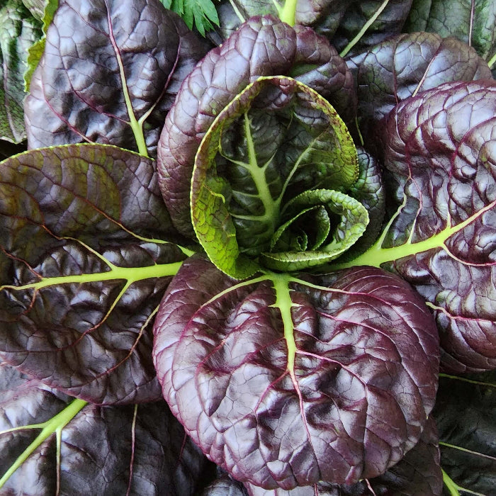 Purple Choi Bok Choy Seeds 