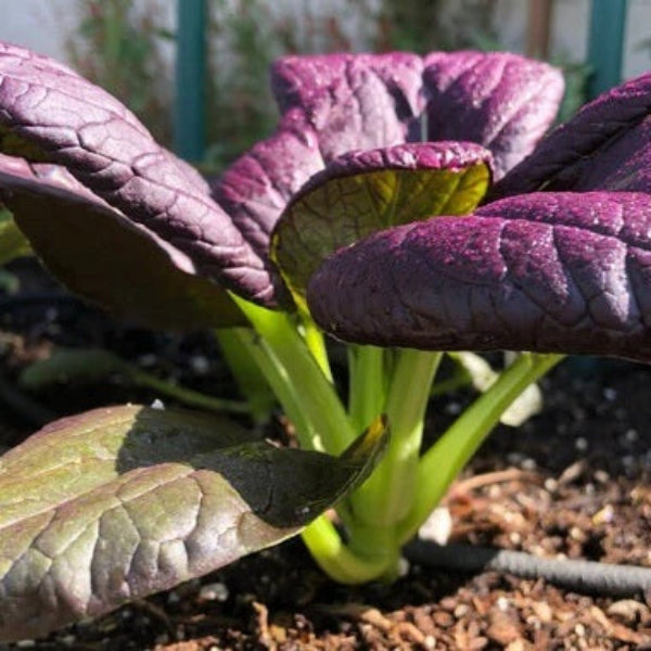 Purple Choi Bok Choy Seeds 