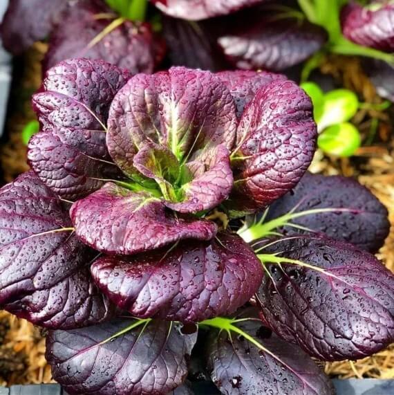 Purple Choi Bok Choy Seeds 