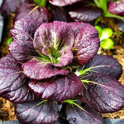 Purple Choi Bok Choy Seeds 