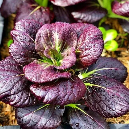 Purple Choi Bok Choy Seeds 