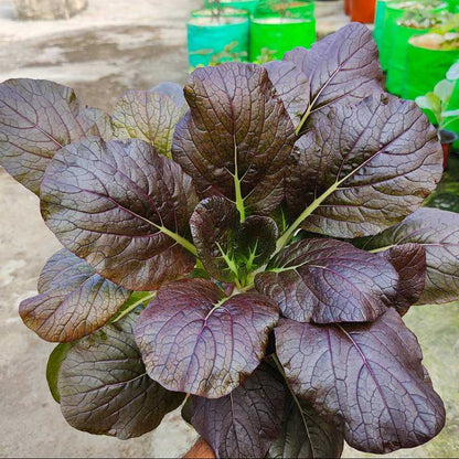 Purple Choi Bok Choy Seeds 