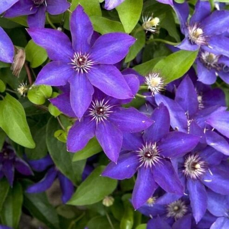 Purple Clematis Seeds - Heirloom Flower Plant for Home Gardens