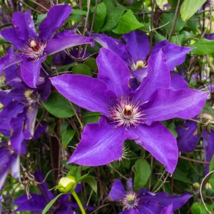Purple Clematis Seeds - Heirloom Flower Plant for Home Gardens