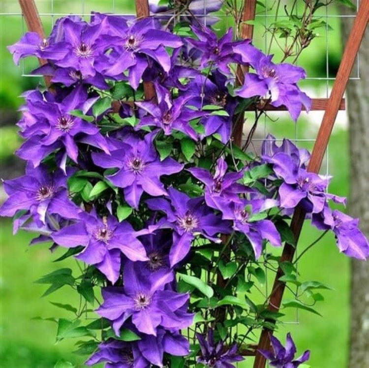 Purple Clematis Seeds - Heirloom Flower Plant for Home Gardens