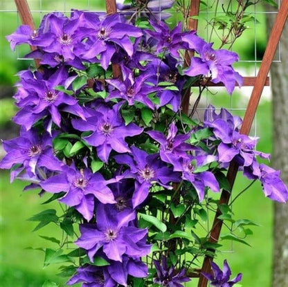 Purple Clematis Seeds - Heirloom Flower Plant for Home Gardens