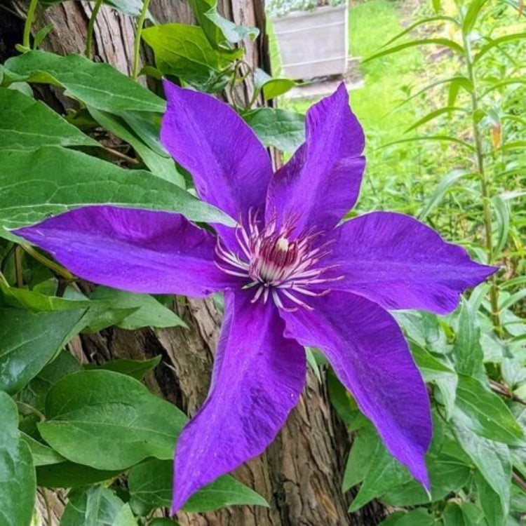 Purple Clematis Seeds - Heirloom Flower Plant for Home Gardens