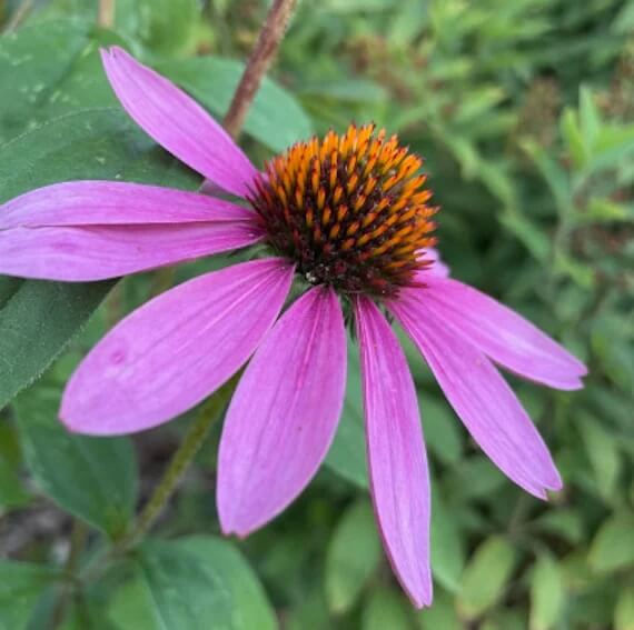 Purple Coneflower Seeds - Flower Plant