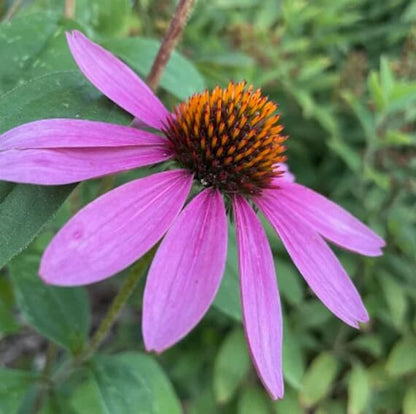 Purple Coneflower Seeds - Flower Plant