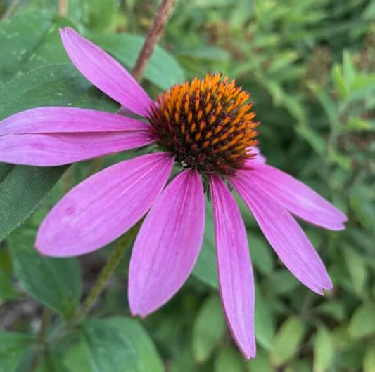 Purple Coneflower Seeds - Flower Plant