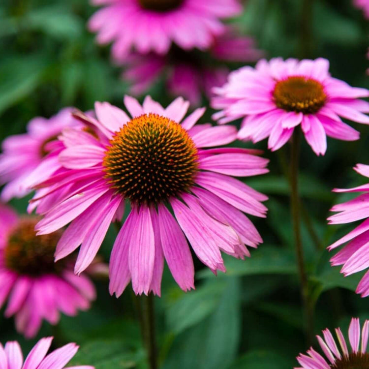 Purple Coneflower Seeds - Flower Plant