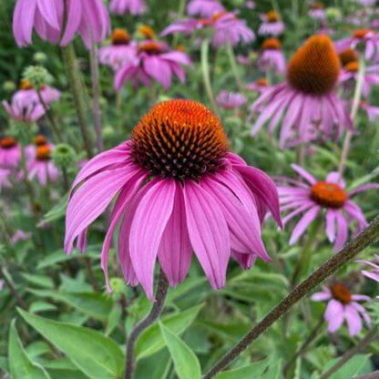 Purple Coneflower Seeds - Flower Plant