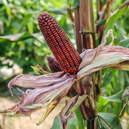 Purple Corn Seeds