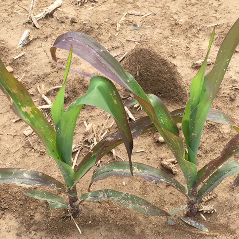 Purple Corn Seeds