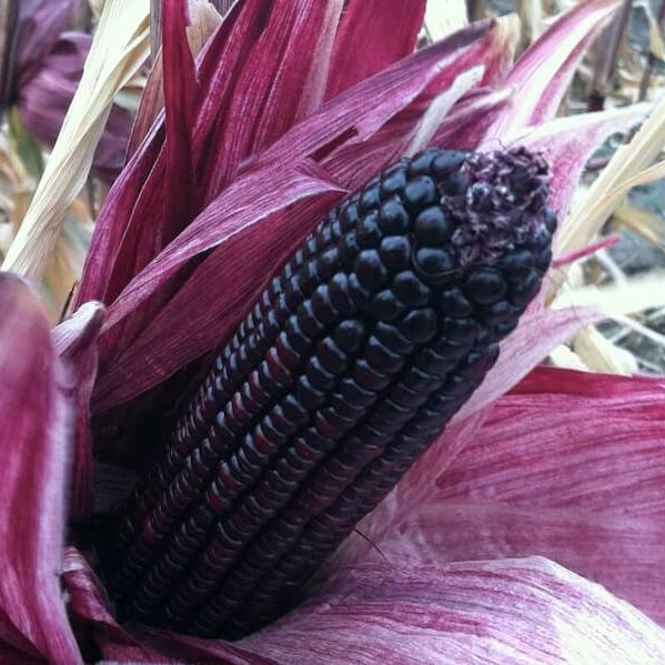 Purple Corn Seeds