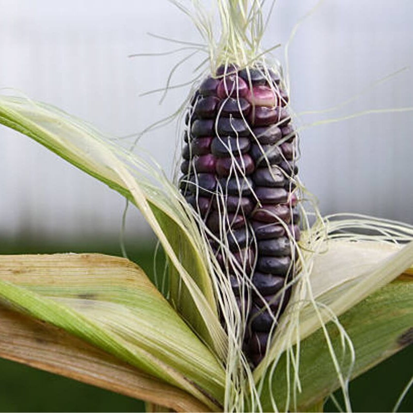 Purple Corn Seeds