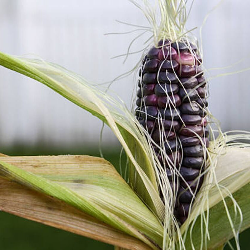 Purple Corn Seeds - Heirloom Vegetable Plant for Home Gardens