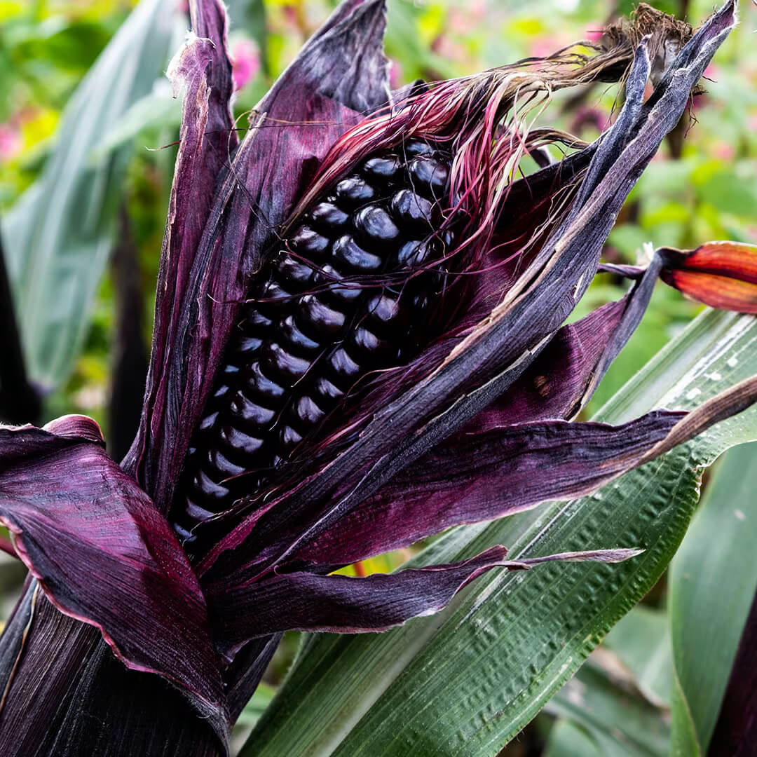 Purple Corn Seeds - Heirloom Vegetable Plant for Home Gardens