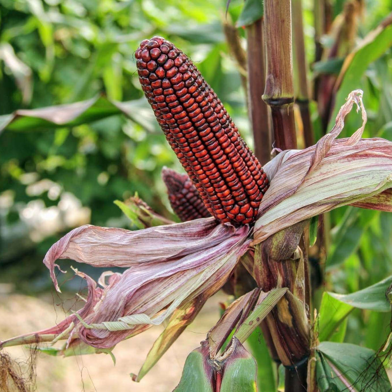 Purple Corn Seeds - Heirloom Vegetable Plant for Home Gardens