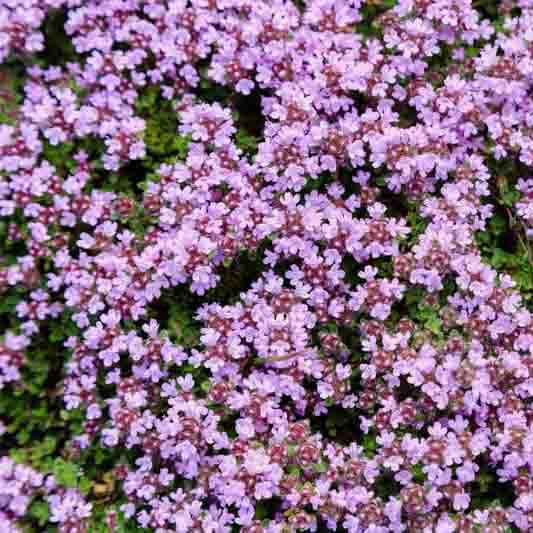Purple Creeping Thyme Seeds