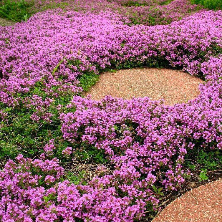 Purple Creeping Thyme Seeds