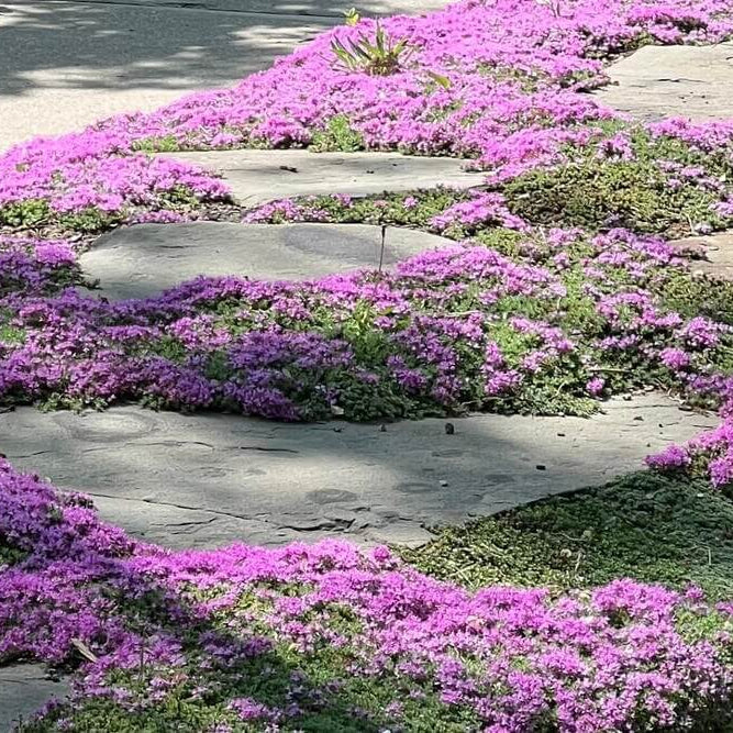 Purple Creeping Thyme Seeds