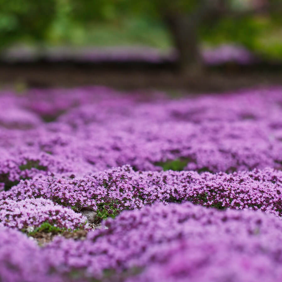 Purple Creeping Thyme Seeds