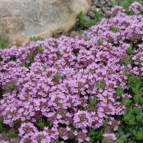 Purple Creeping Thyme Seeds