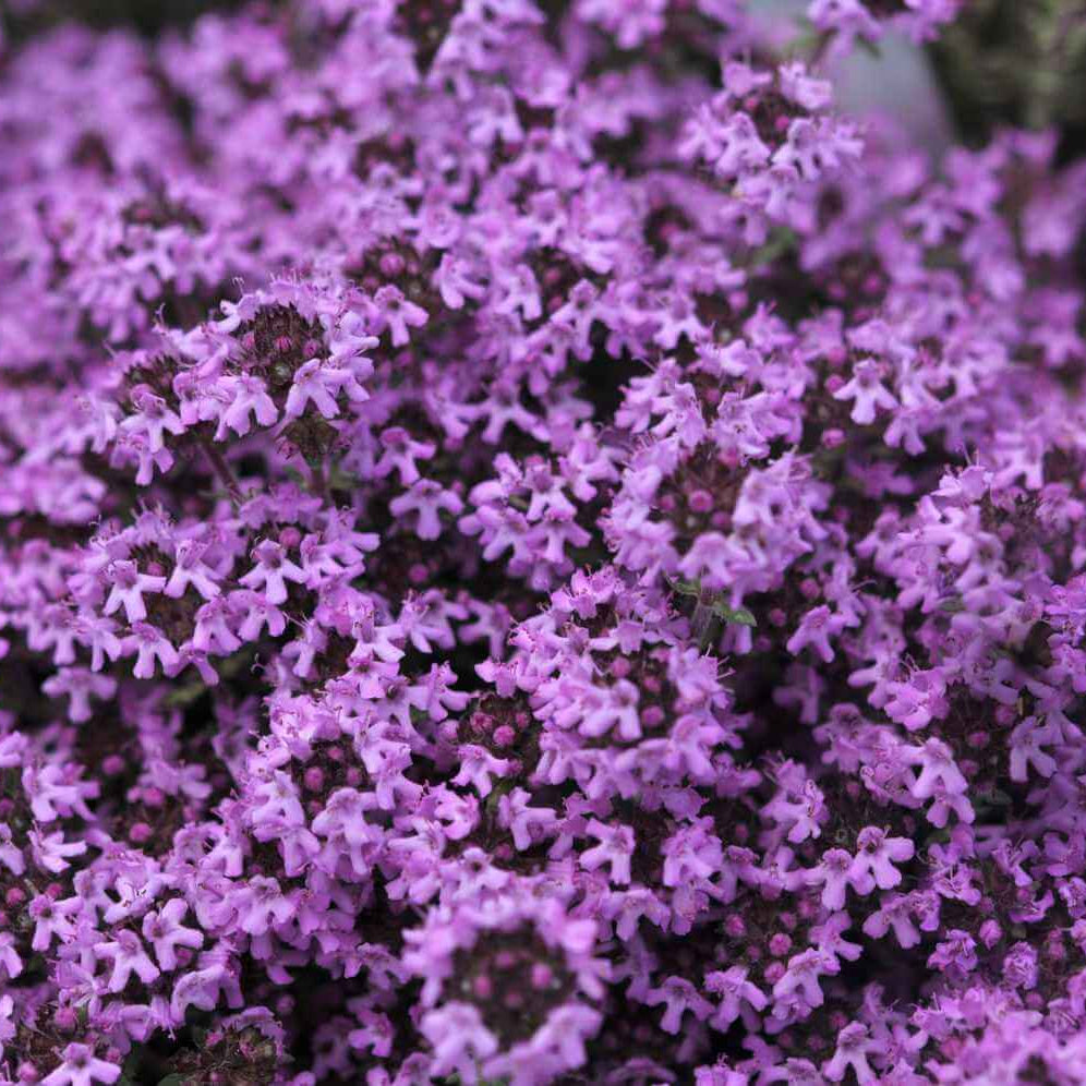 Purple Creeping Thyme Seeds