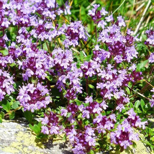 Purple Creeping Thyme Seeds - Flower Plant