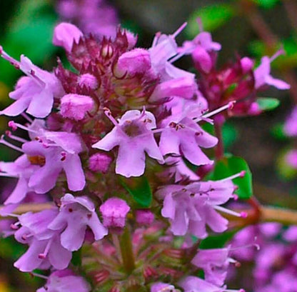 Purple Creeping Thyme Seeds - Flower Plant