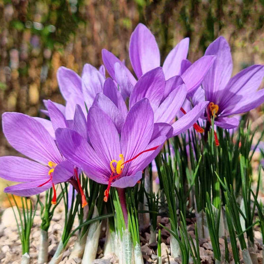 Purple Crocus Seeds