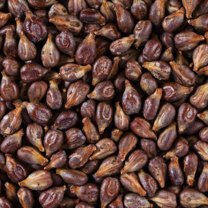 Purple Finger Grape Seeds