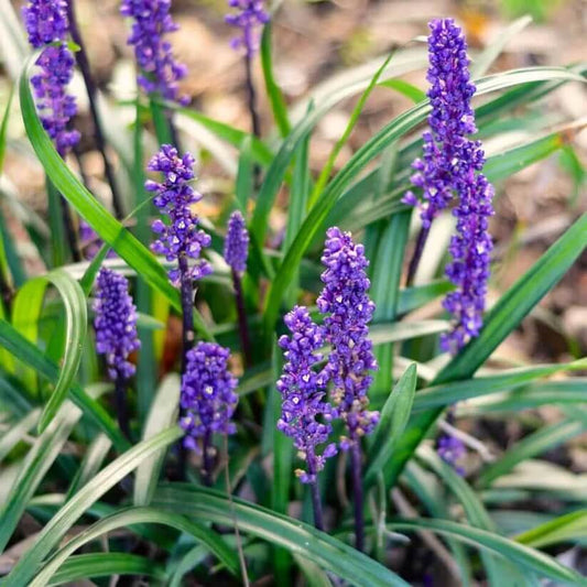 Purple Flower Border Grass seeds
